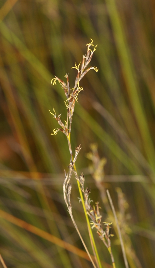 Lepidosperma canescens
